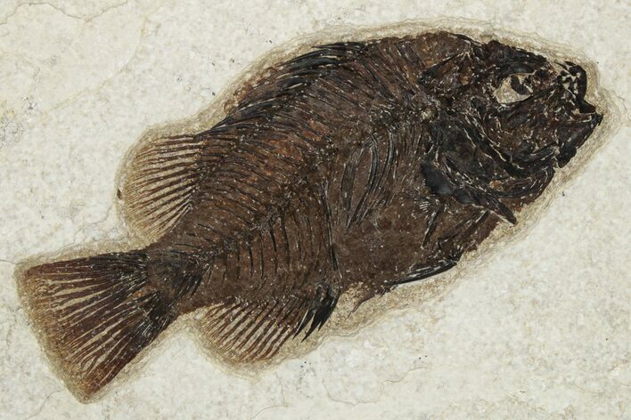 Fossil Fish (Cockerellites) - Wyoming #233885